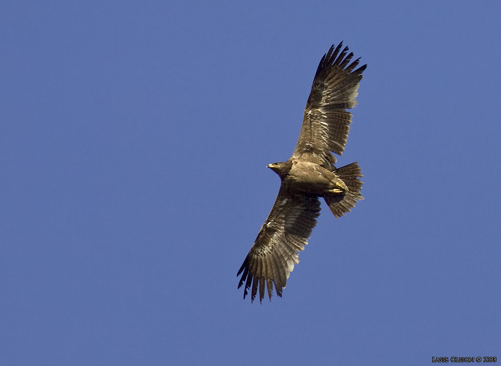 STPPRN / STEPPE EAGLE (Aquila nipalensis) - Stng / Close