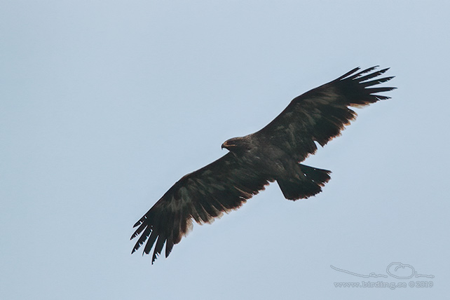 STÄPPÖRN / STEPPE EAGLE (Aquila nipalensis) - stor bild / full size