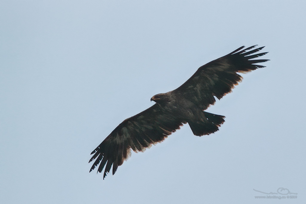 STPPRN / STEPPE EAGLE (Aquila nipalensis) - Stng / Close