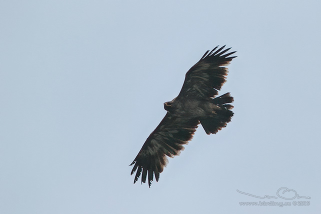 STÄPPÖRN / STEPPE EAGLE (Aquila nipalensis) - stor bild / full size