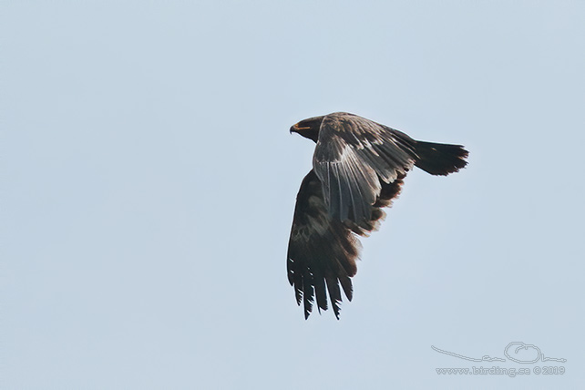 STÄPPÖRN / STEPPE EAGLE (Aquila nipalensis) - stor bild / full size