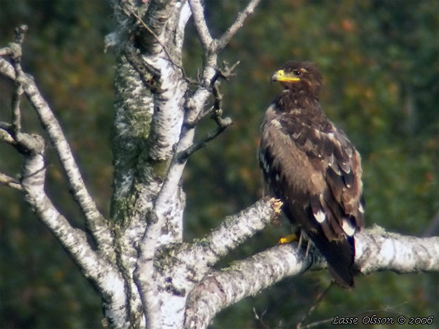 STPPRN / STEPPE EAGLE (Aquila nipalensis)