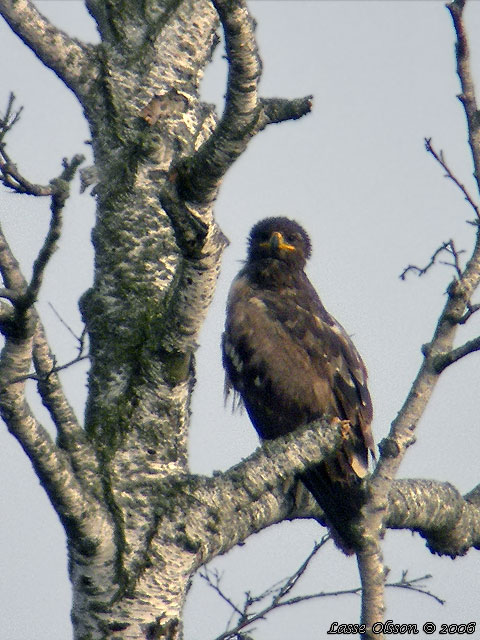 STPPRN / STEPPE EAGLE (Aquila nipalensis)