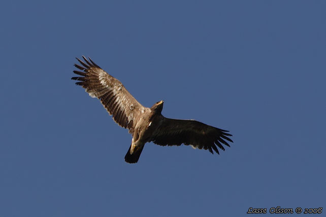 STPPRN / STEPPE EAGLE (Aquila nipalensis) - stor bild / full size