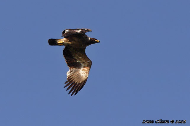 STPPRN / STEPPE EAGLE (Aquila nipalensis)