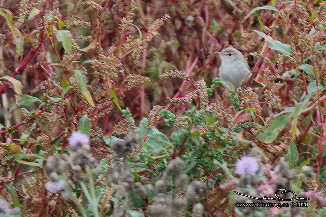 STÄPPSÅNGARE / BOOTED WARBLER (Iduna caligata)