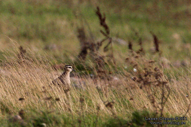 STÄPPVIPA / SOCIABLE PLOVER (Vanelllus gregarius)