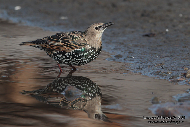 STARE / COMMON STARLING (Sturnus vulgaris) - stor bild / full size