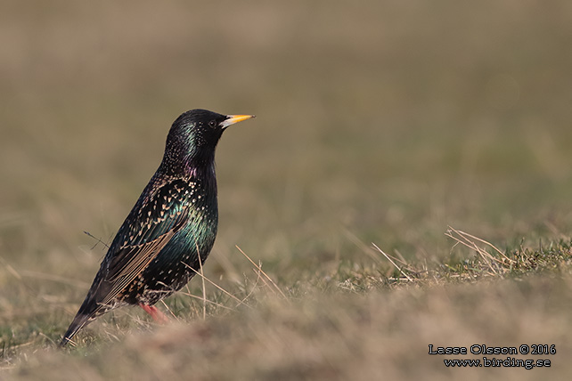 STARE / COMMON STARLING (Sturnus vulgaris) - stor bild / full size