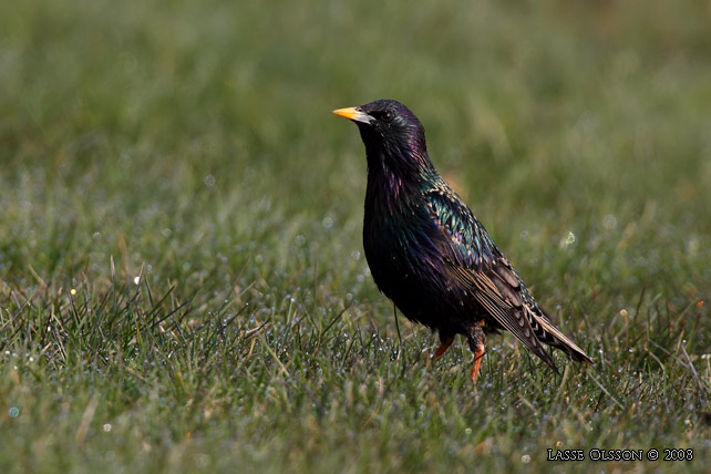 STARE / COMMON STARLING (Sturnus vulgaris) - stor bild / full size