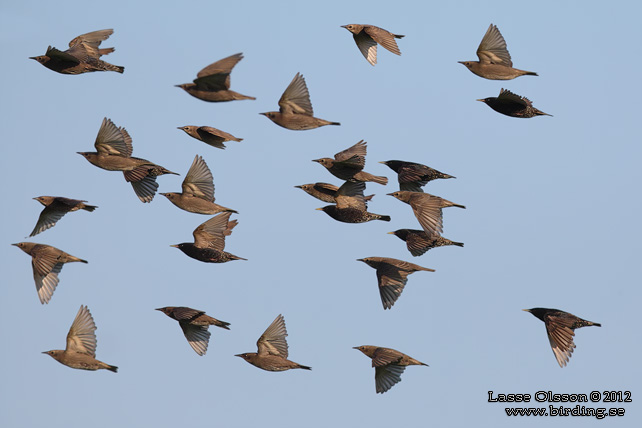 STARE / COMMON STARLING (Sturnus vulgaris) - stor bild / full size