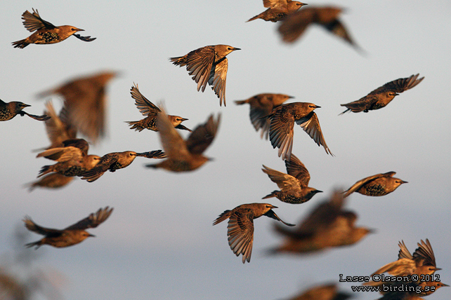 STARE / COMMON STARLING (Sturnus vulgaris) - stor bild / full size