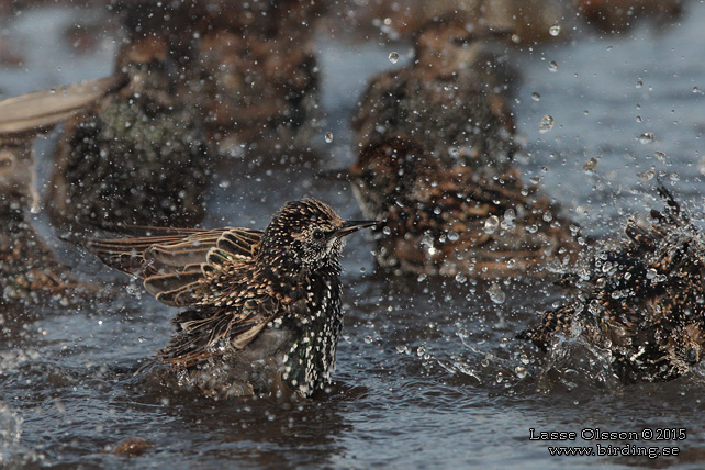 STARE / COMMON STARLING (Sturnus vulgaris) - stor bild / full size