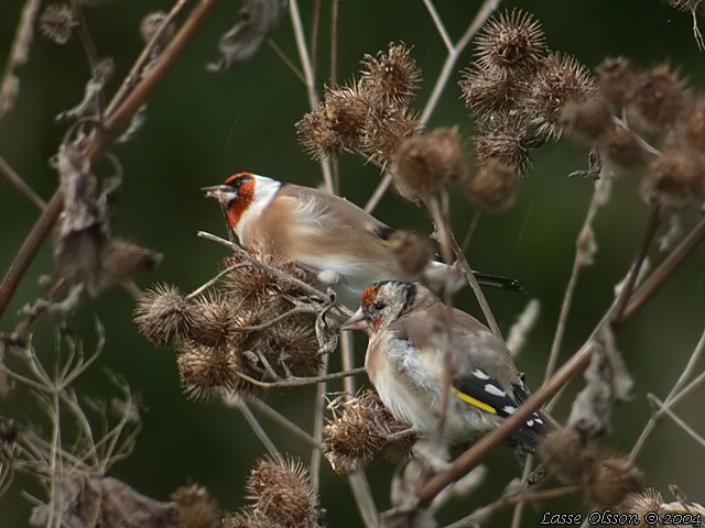 STEGLITS / EUROPEAN GOLDFINCH (Carduelis carduelis)