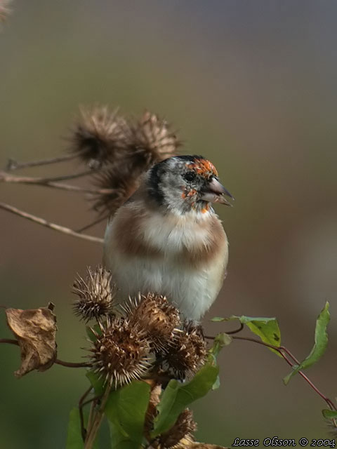 STEGLITS / EUROPEAN GOLDFINCH (Carduelis carduelis) - adult