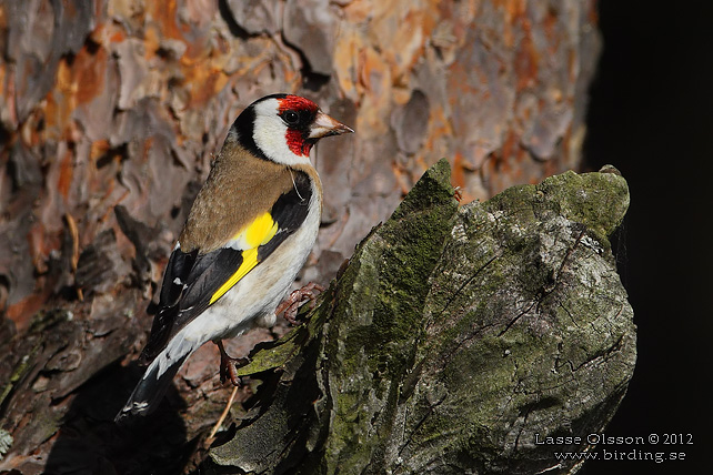 STEGLITS / EUROPEAN GOLDFINCH (Carduelis carduelis) - stor bild / full size