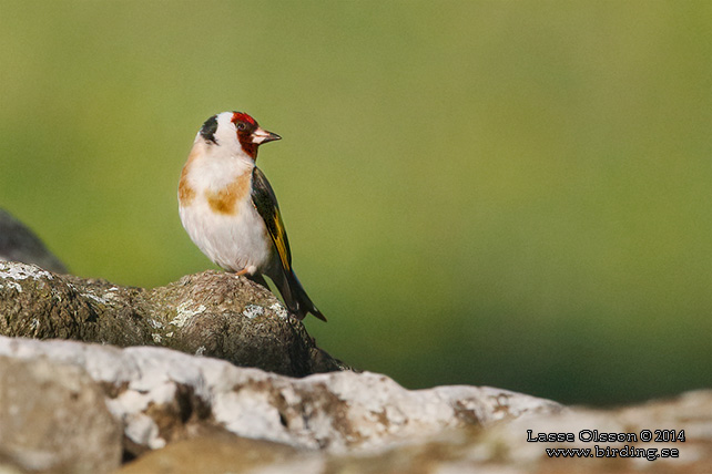 STEGLITS / EUROPEAN GOLDFINCH (Carduelis carduelis) - stor bild / full size