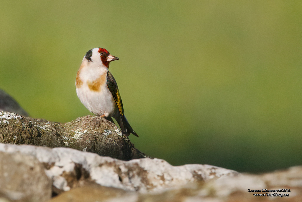 STEGLITS / EUROPEAN GOLDFINCH (Carduelis carduelis) - Stng / Close