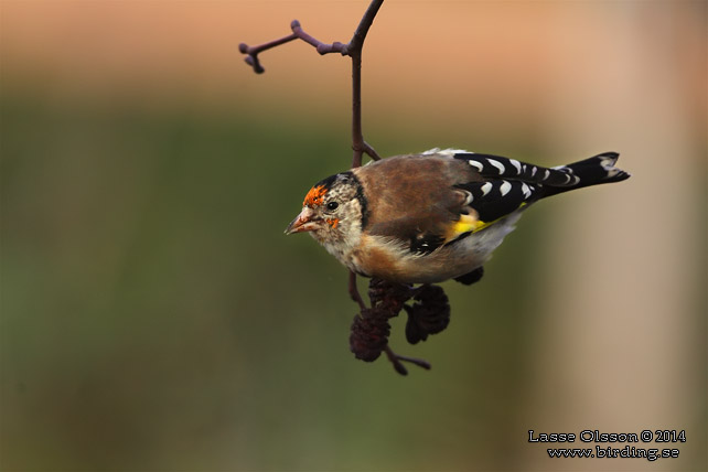 STEGLITS / EUROPEAN GOLDFINCH (Carduelis carduelis) - stor bild / full size