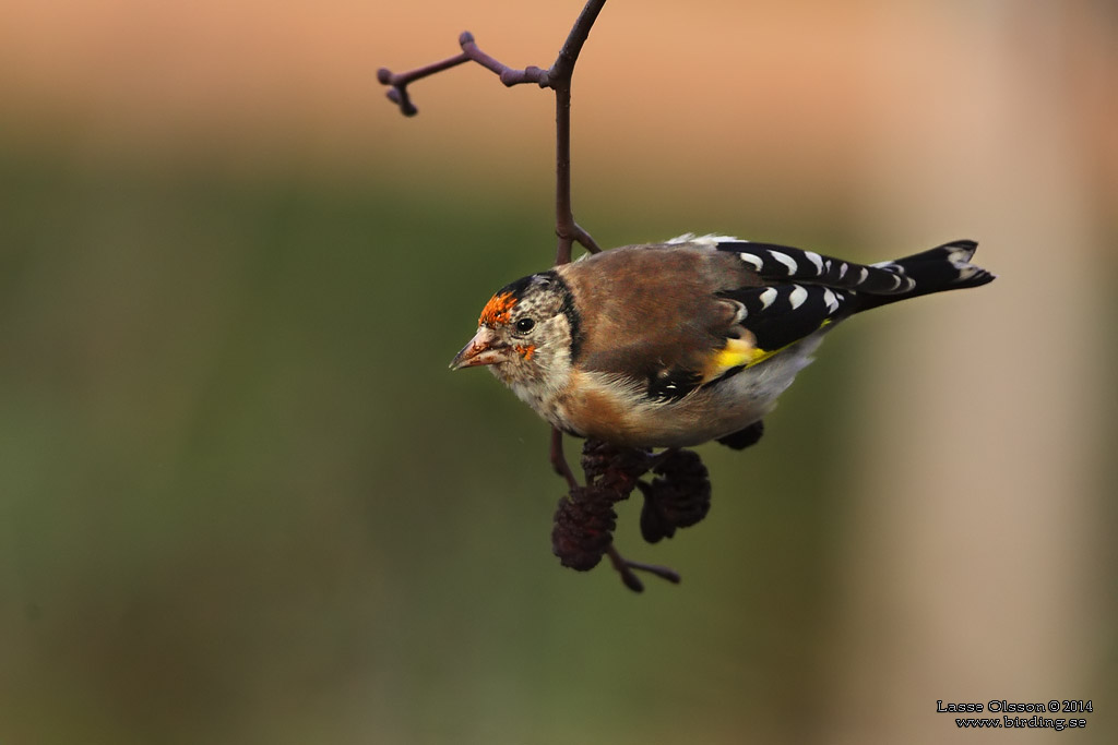 STEGLITS / EUROPEAN GOLDFINCH (Carduelis carduelis) - Stng / Close