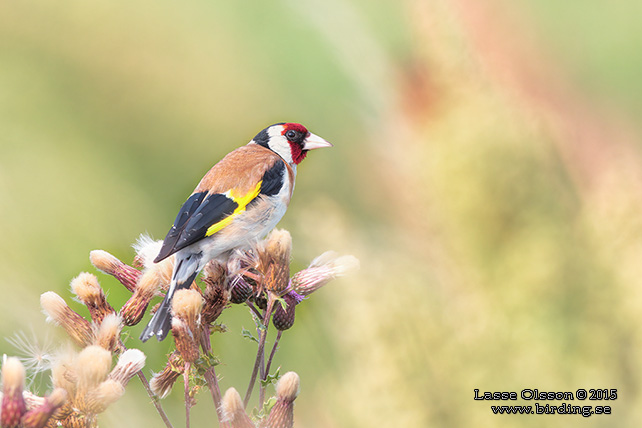 STEGLITS / EUROPEAN GOLDFINCH (Carduelis carduelis) - stor bild / full size