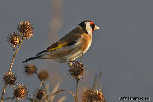 STEGLITS / EUROPEAN GOLDFINCH (Carduelis carduelis) - stor bild / full size