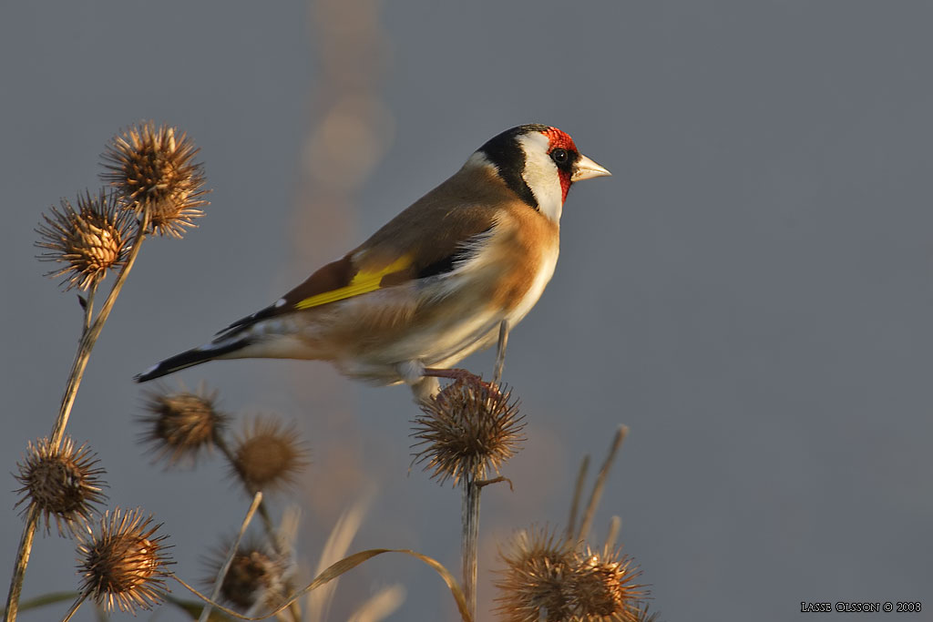 STEGLITS / EUROPEAN GOLDFINCH (Carduelis carduelis) - Stng / Close