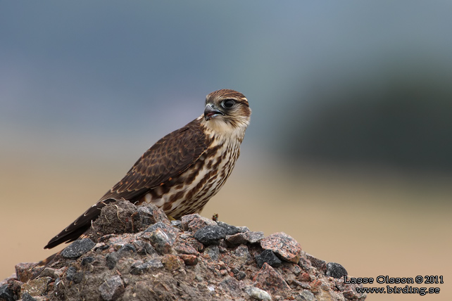 STENFALK / MERLIN (Falco columbaris) - stor bild / full size