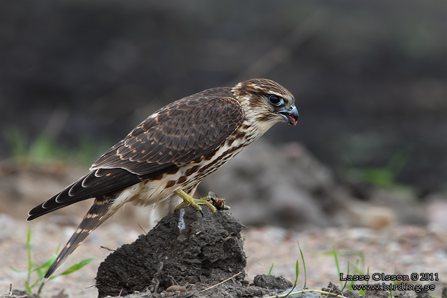 STENFALK / MERLIN (Falco columbaris) - stor bild / full size