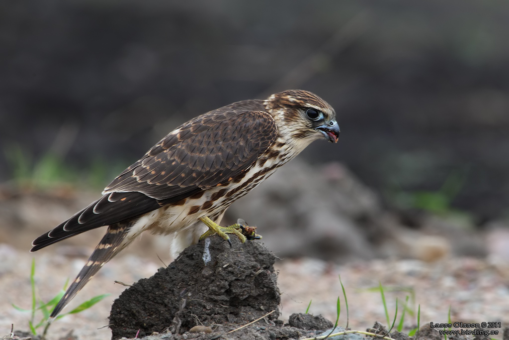 STENFALK / MERLIN (Falco columbaris) - Stng / Close