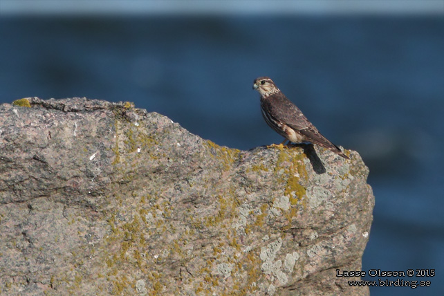 STENFALK / MERLIN (Falco columbaris) - stor bild / full size