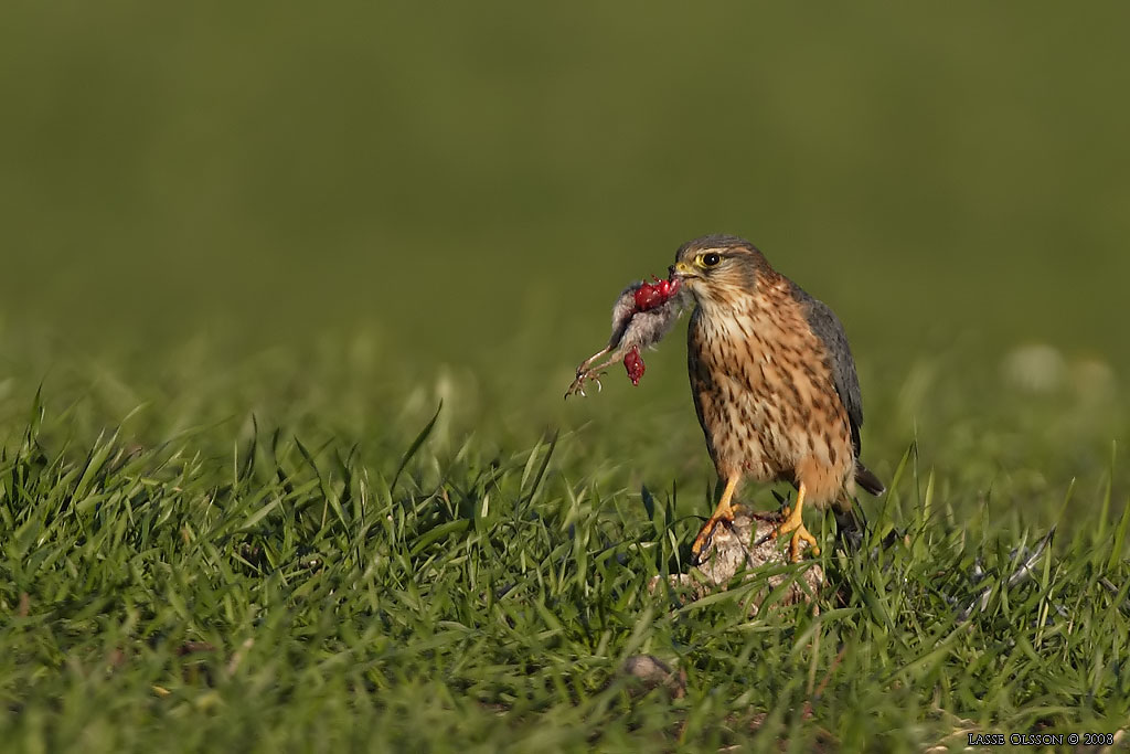 STENFALK / MERLIN (Falco columbaris) - Stng / Close