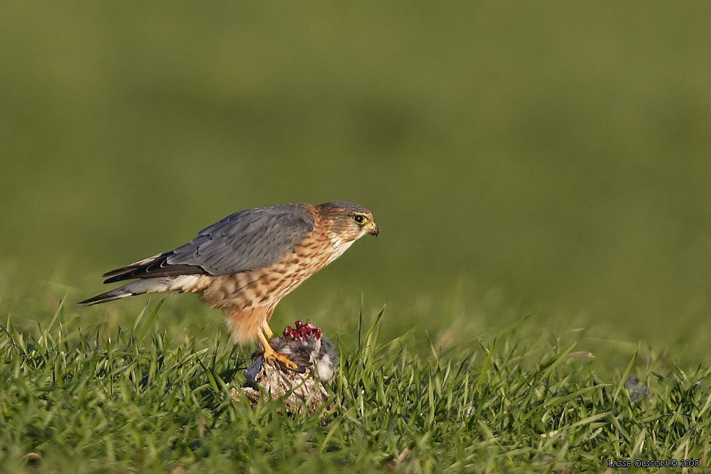 STENFALK / MERLIN (Falco columbaris) - Stng / Close