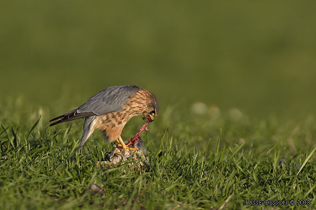 STENFALK / MERLIN (Falco columbaris) - stor bild / full size