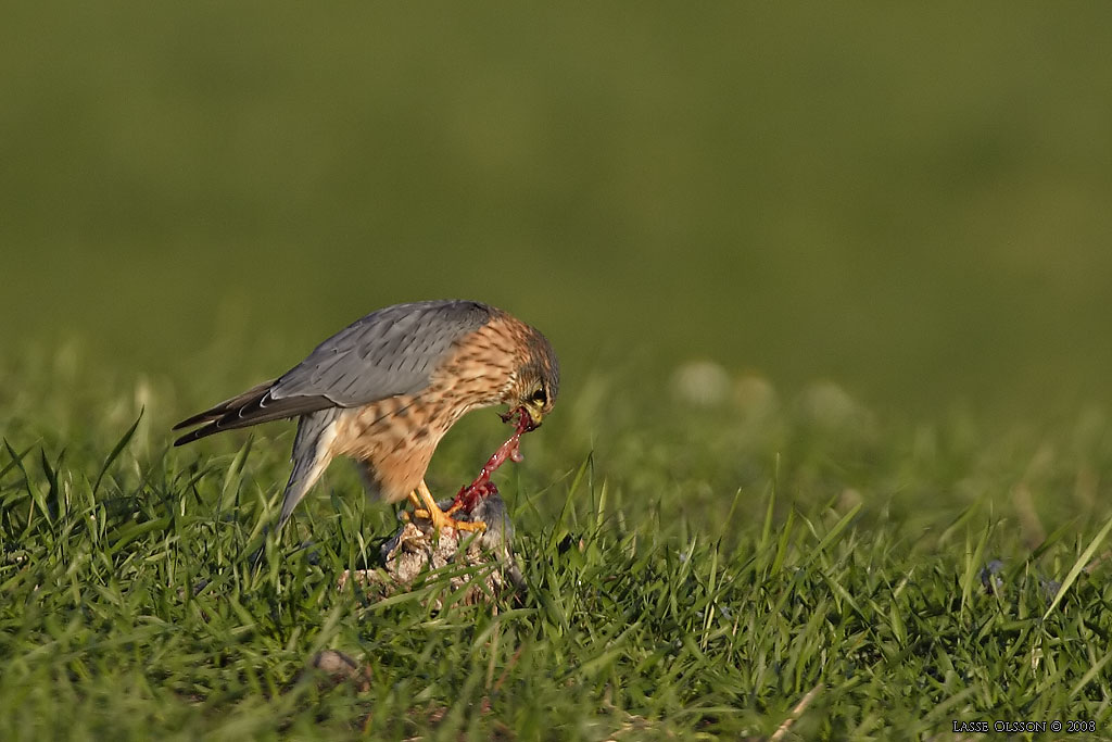 STENFALK / MERLIN (Falco columbaris) - Stng / Close