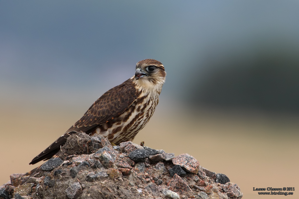 STENFALK / MERLIN (Falco columbaris) - Stng / Close