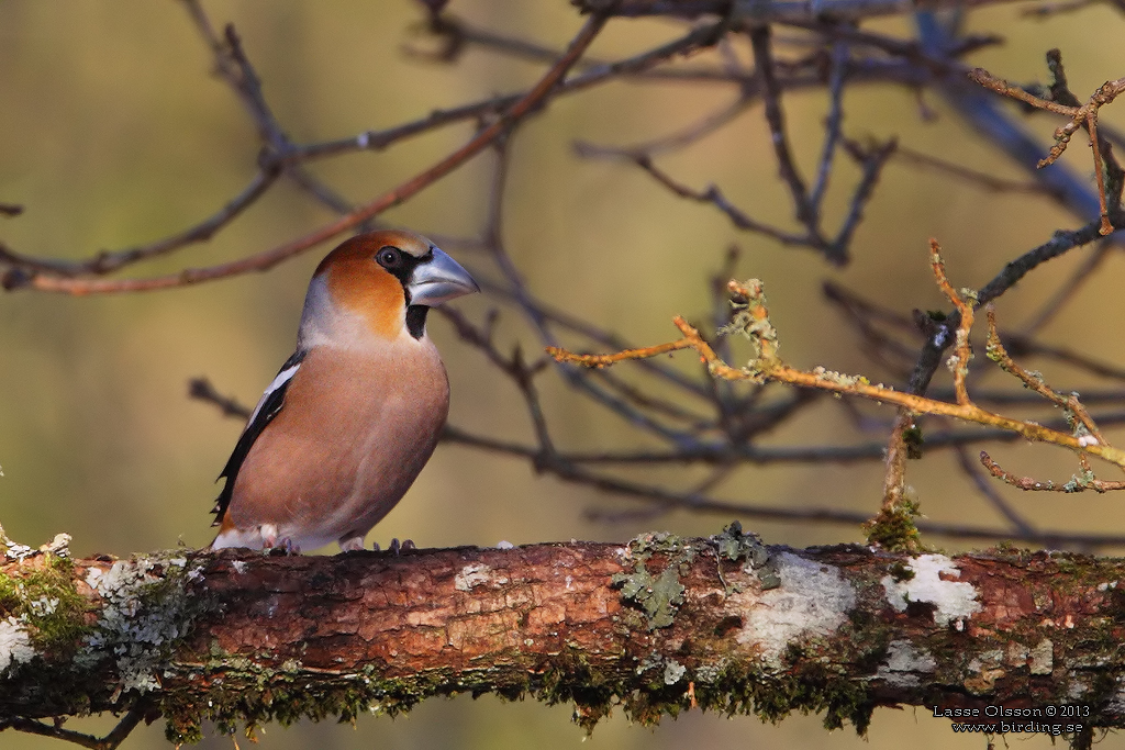 STENKNCK / HAWFINCH (Coccoyhraustes coccothraustes) - Stng / Close