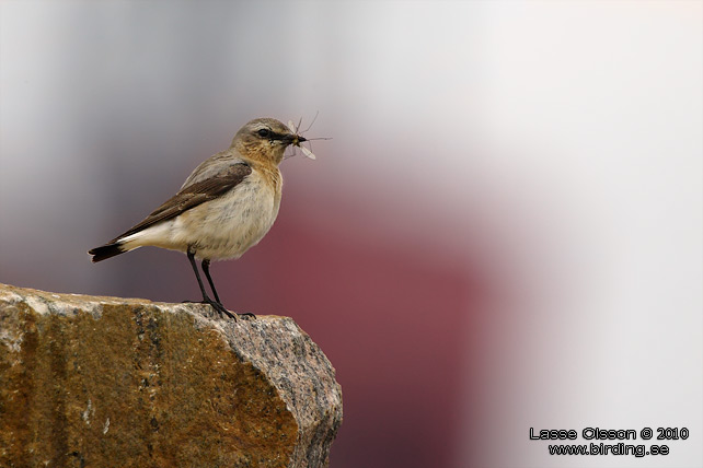 STENSKVTTA / NORTHERN WHEATEAR (Oenanthe oenanthe) - stor bild / full size