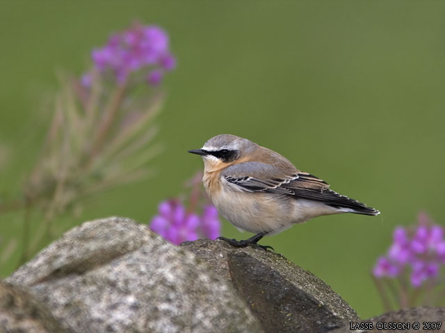 STENSKVTTA / NORTHERN WHEATEAR (Oenanthe oenanthe) - STOR BILD / FULL SIZE