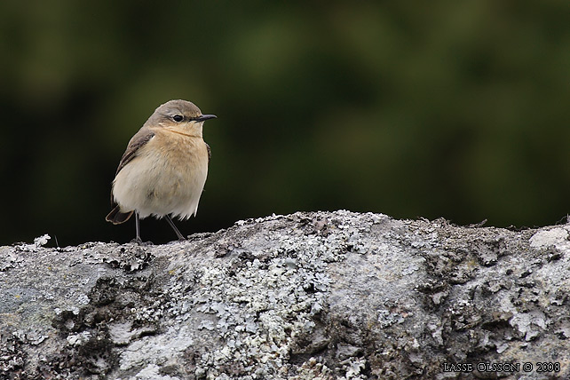 STENSKVTTA / NORTHERN WHEATEAR (Oenanthe oenanthe) - stor bild / full size