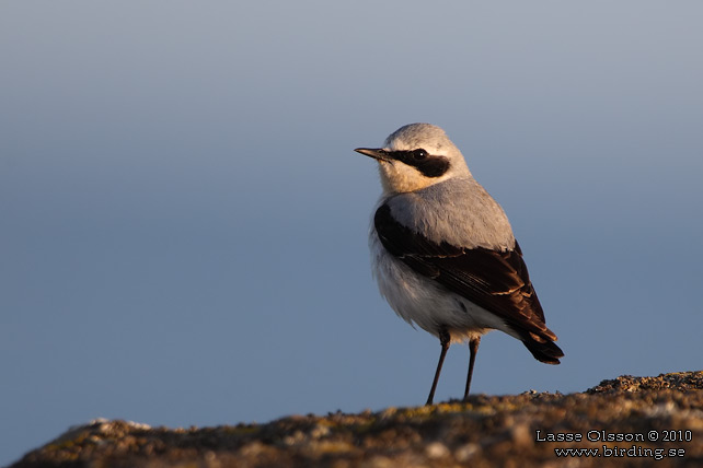 STENSKVÄTTA / NORTHERN WHEATEAR (Oenanthe oenanthe) - stor bild / full size