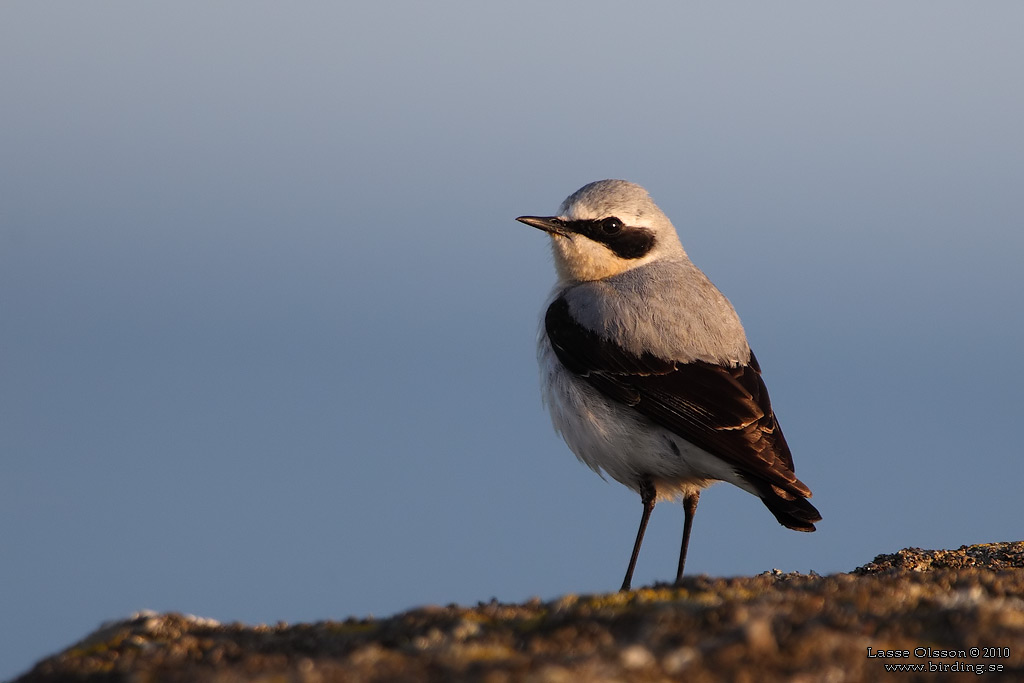 STENSKVTTA / NORTHERN WHEATEAR (Oenanthe oenanthe) - Stng / Close