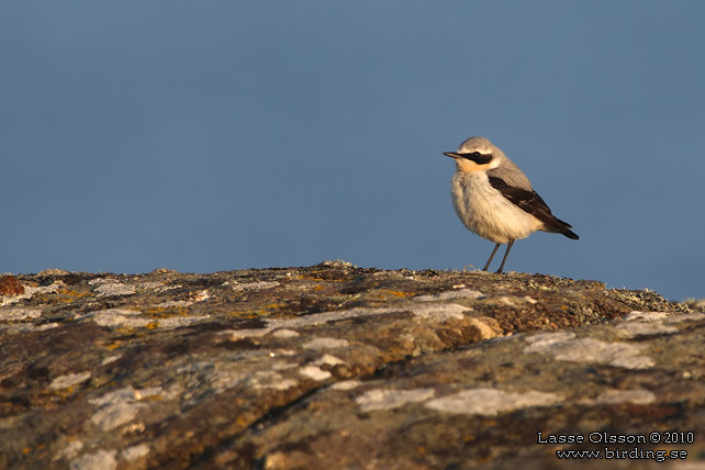 STENSKVÄTTA / NORTHERN WHEATEAR (Oenanthe oenanthe) - stor bild / full size