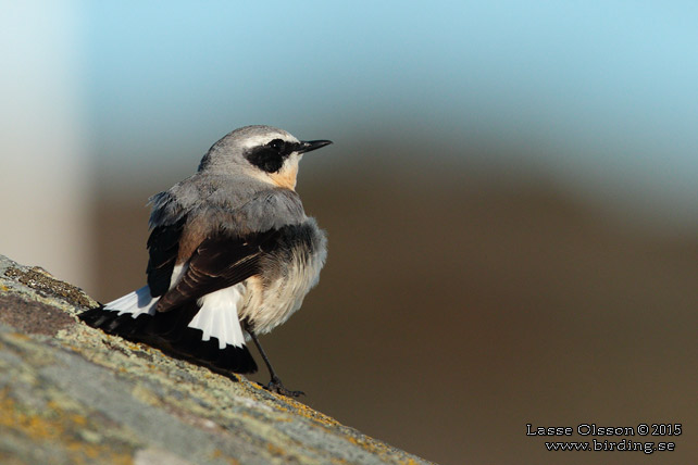 STENSKVÄTTA / NORTHERN WHEATEAR (Oenanthe oenanthe) - stor bild / full size