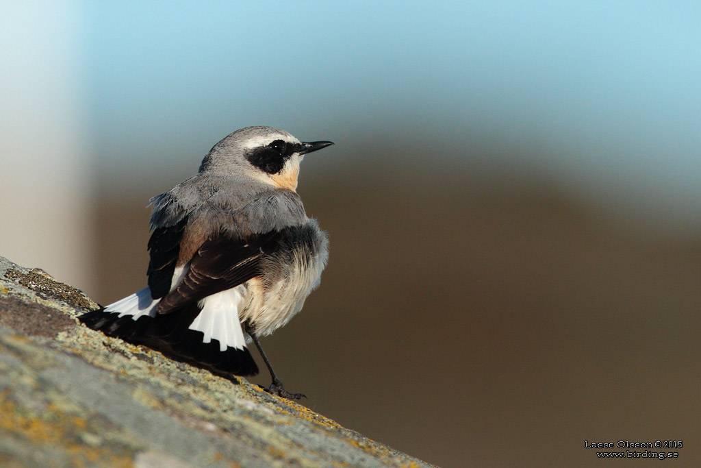 STENSKVTTA / NORTHERN WHEATEAR (Oenanthe oenanthe) - Stng / Close