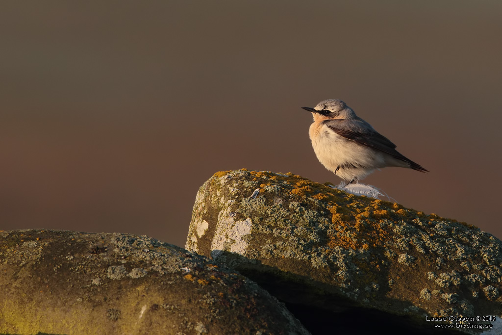 STENSKVTTA / NORTHERN WHEATEAR (Oenanthe oenanthe) - Stng / Close