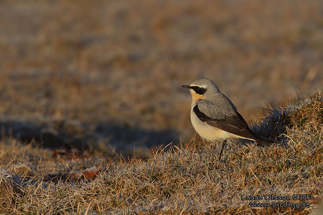 STENSKVÄTTA / NORTHERN WHEATEAR (Oenanthe oenanthe) - stor bild / full size