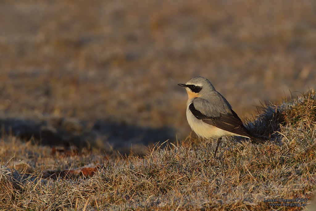 STENSKVTTA / NORTHERN WHEATEAR (Oenanthe oenanthe) - Stng / Close