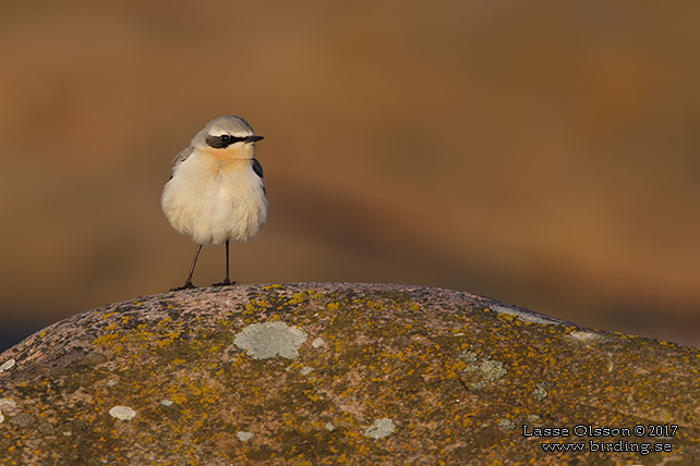 STENSKVÄTTA / NORTHERN WHEATEAR (Oenanthe oenanthe) - stor bild / full size