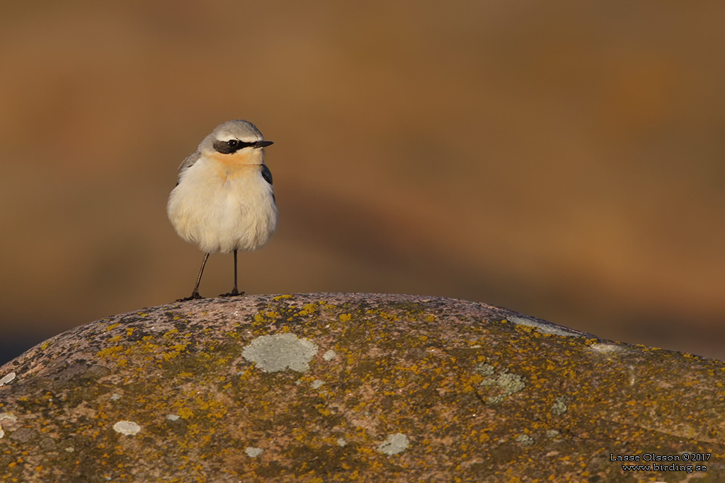 STENSKVTTA / NORTHERN WHEATEAR (Oenanthe oenanthe) - Stng / Close